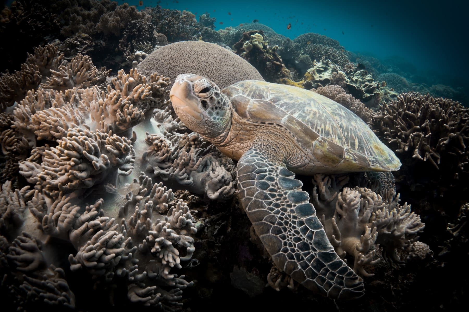 Apo Island Diving & Snorkel