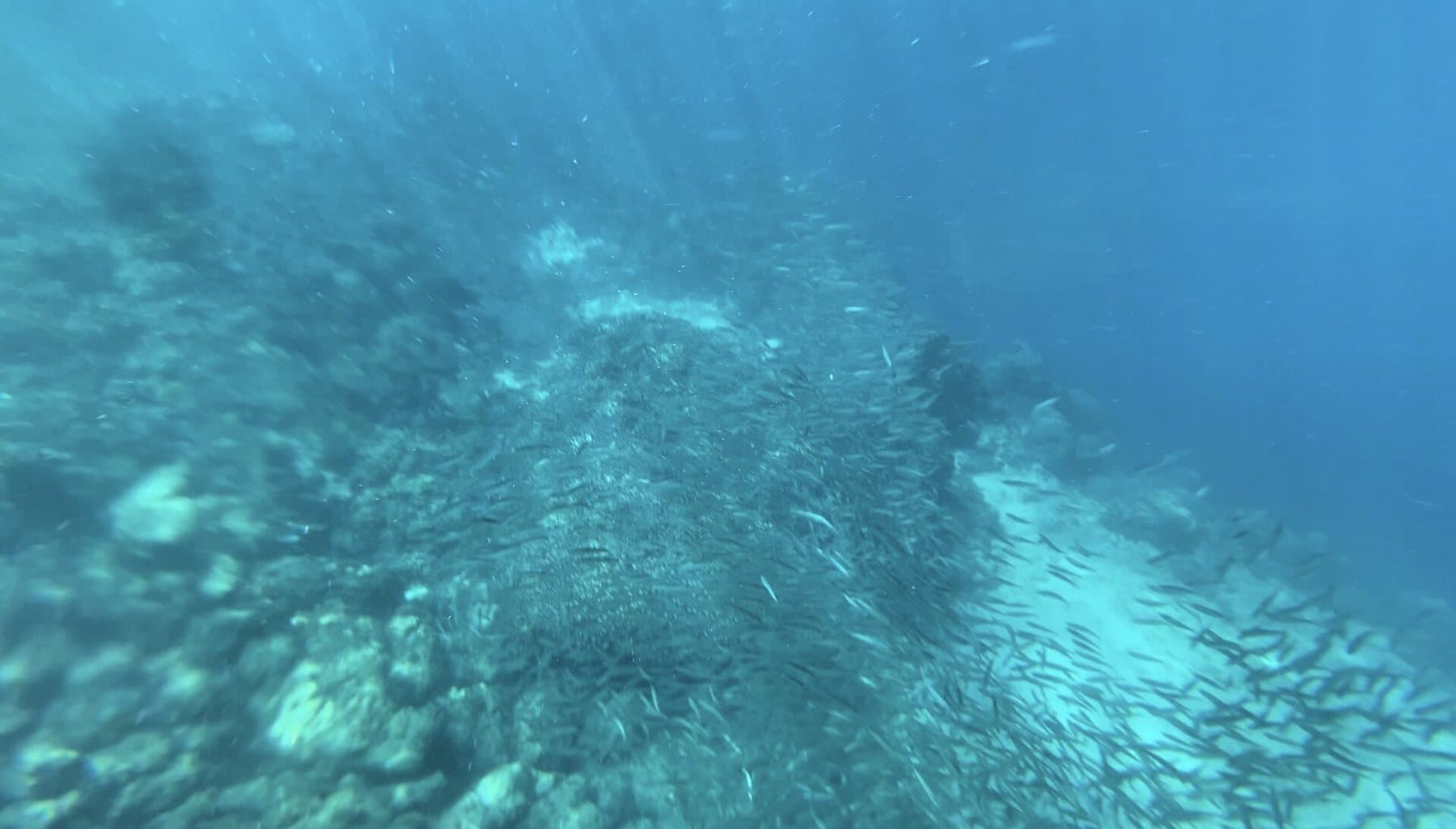 Moalboal Sardine Run & Turtles