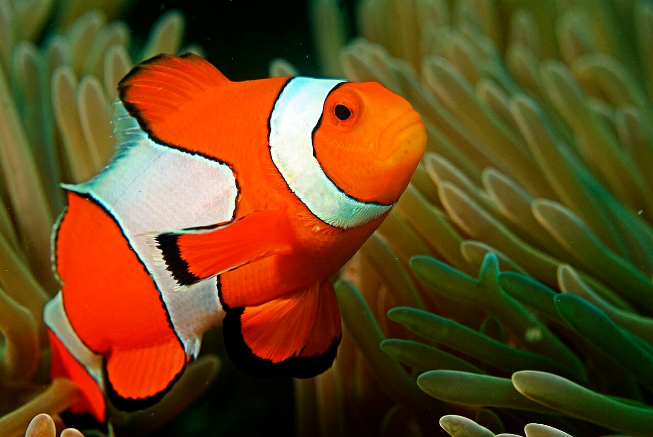 Clownfish / Anemonefish