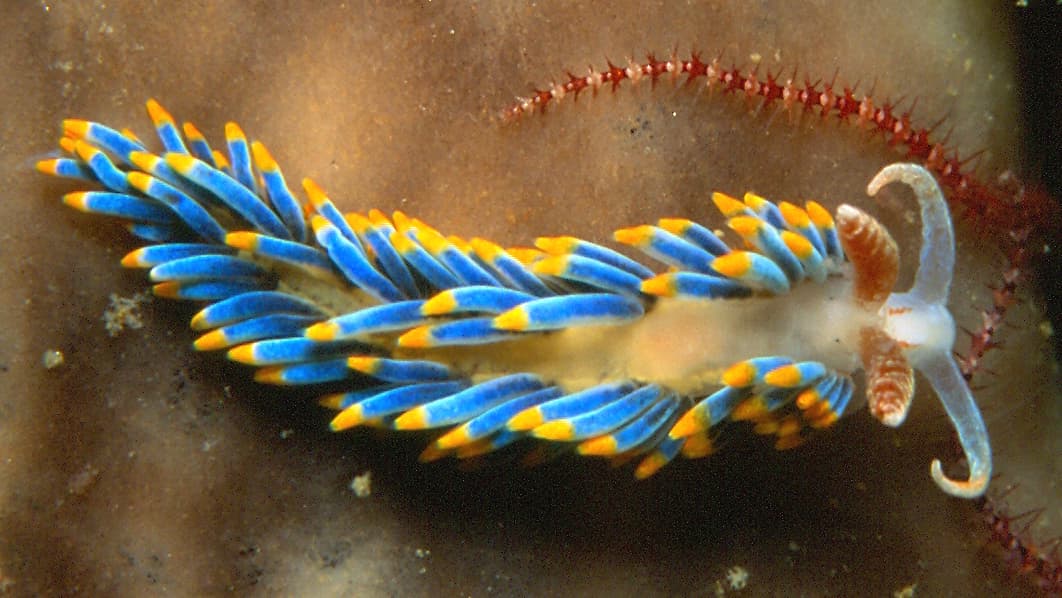 Nudibranchs (sea slugs)