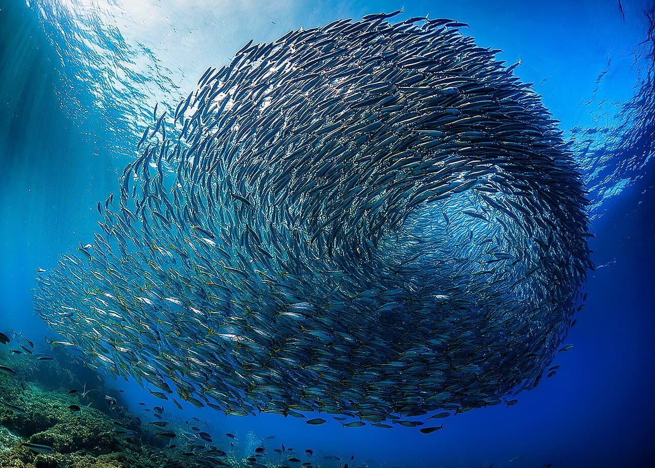Moalboal & Pescador, west coast
