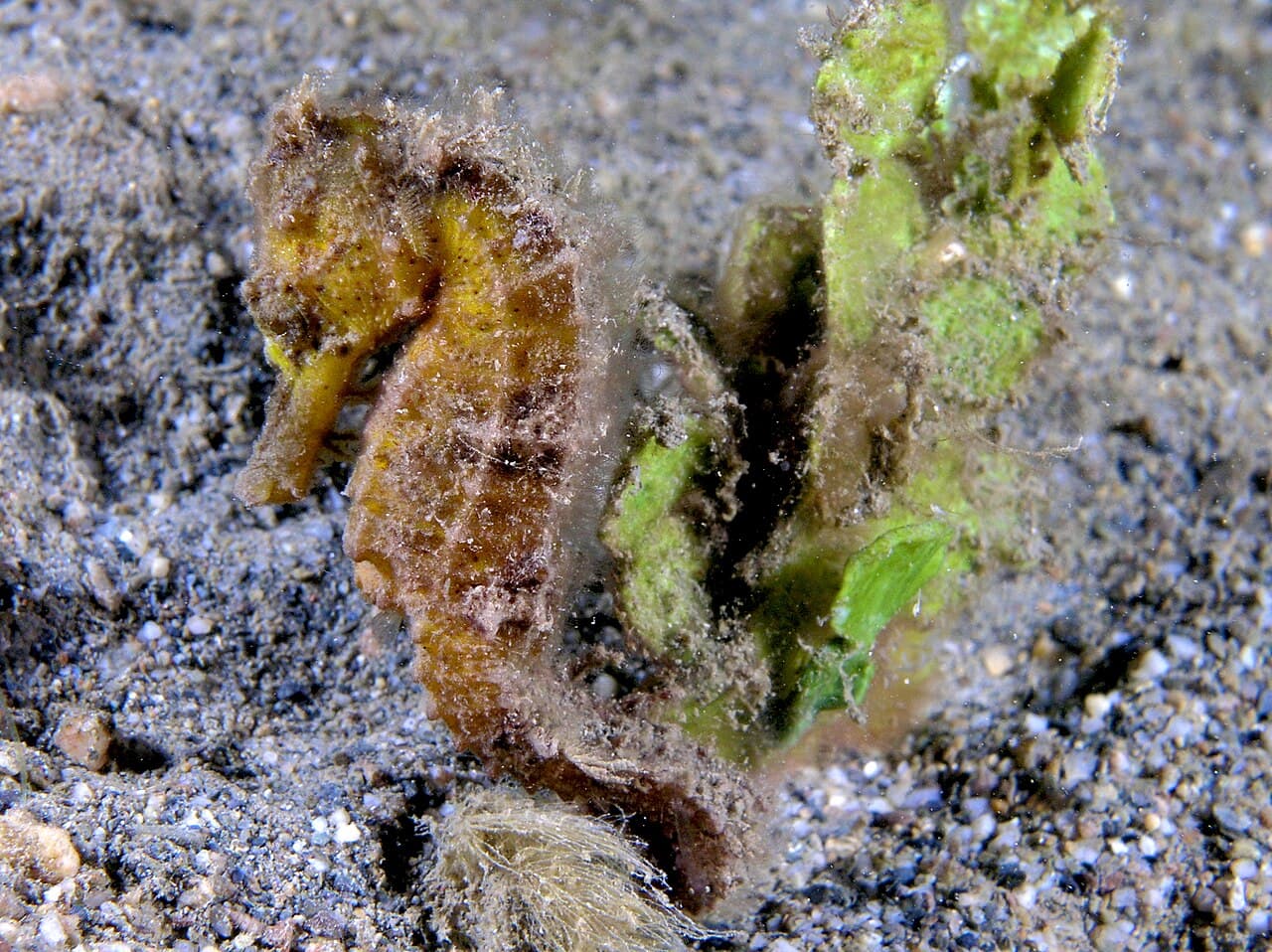 Seahorse