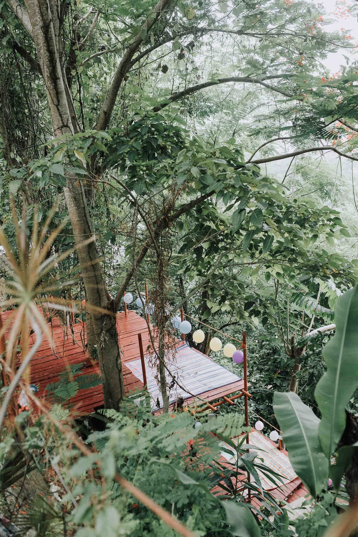 The forest surrounds