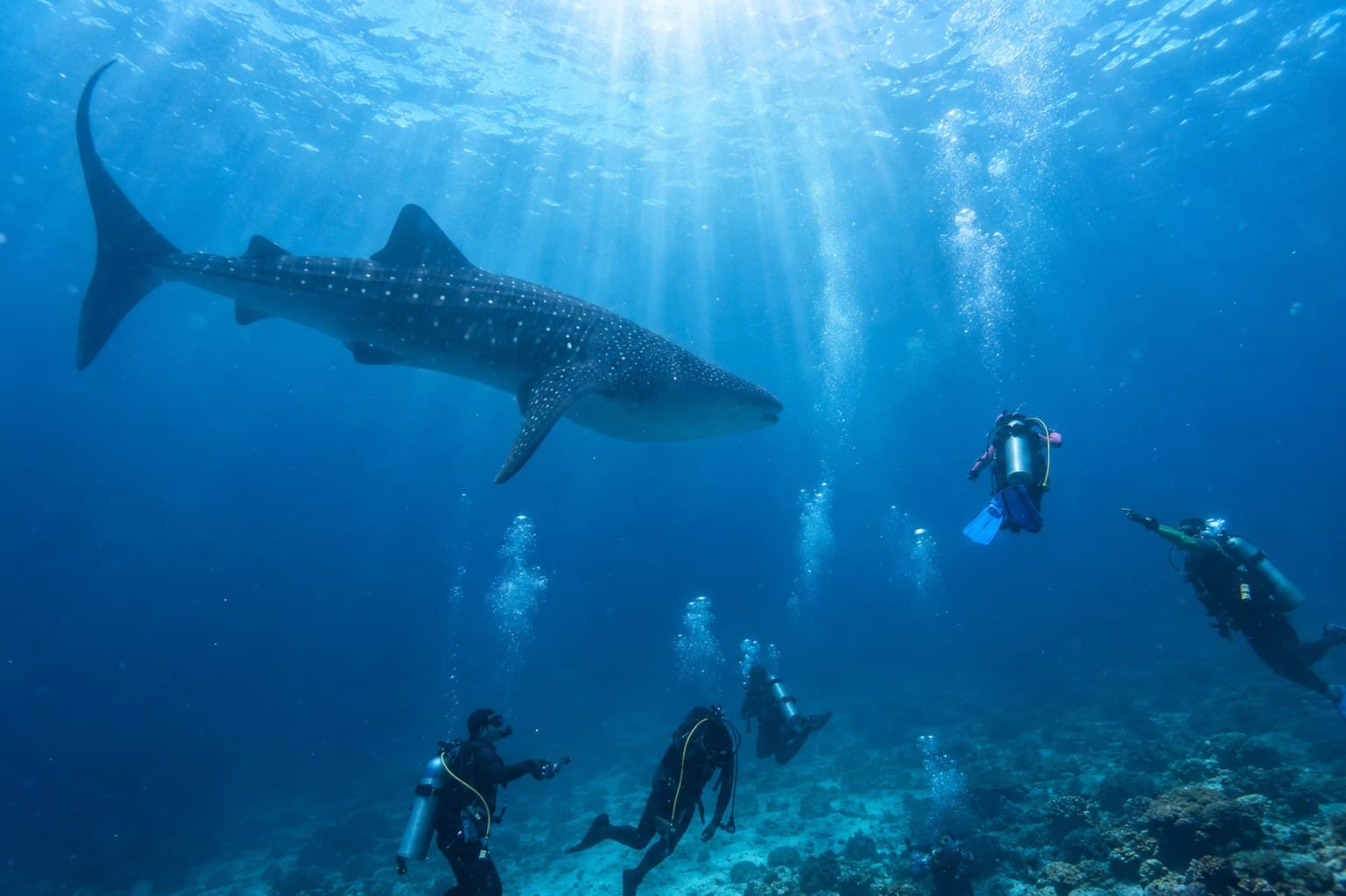 Oslob whale sharks
